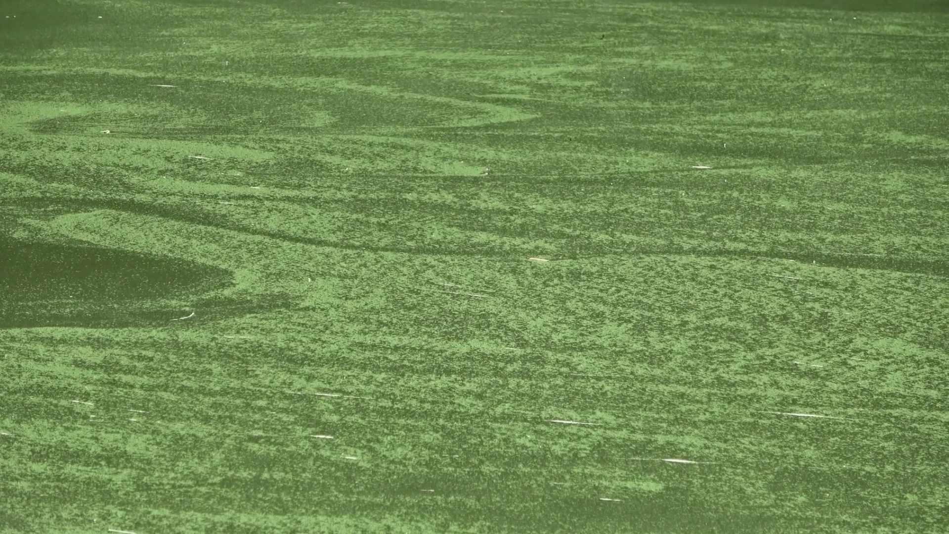 Algae texture representing systems thinking.