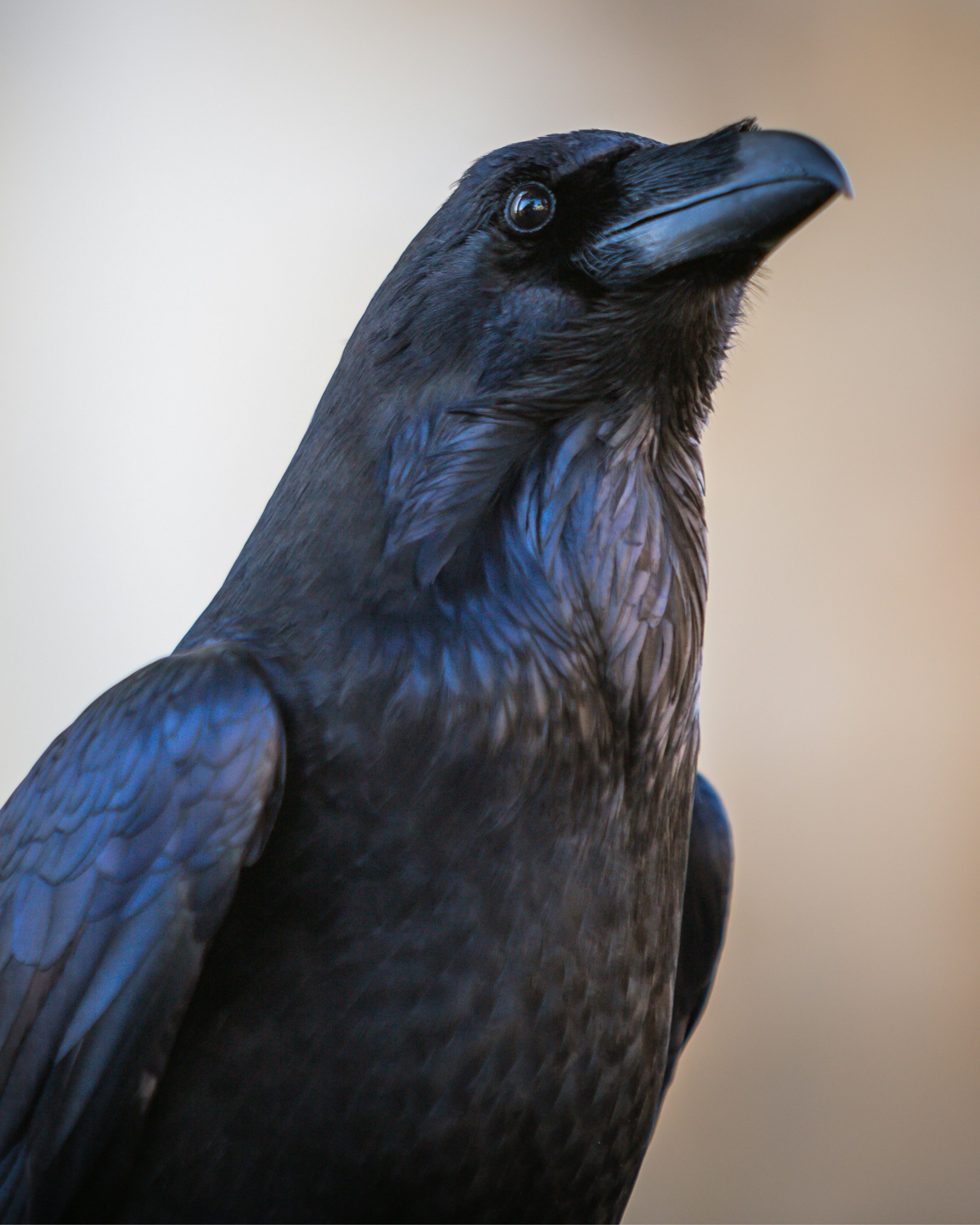Crow representing sharper judgement and interpretation.