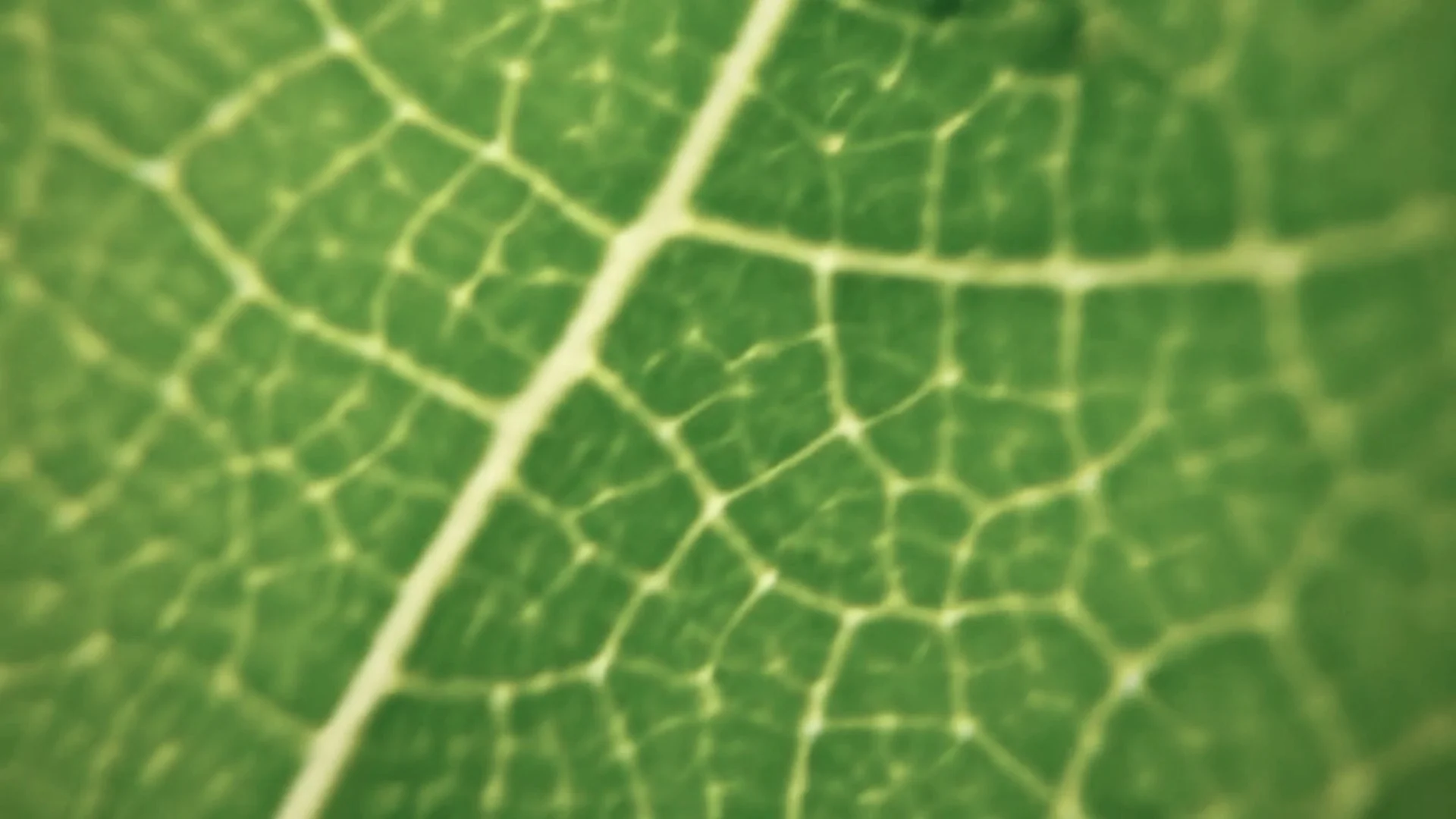 Leaf detail representing a practical starting point for business sustainability.