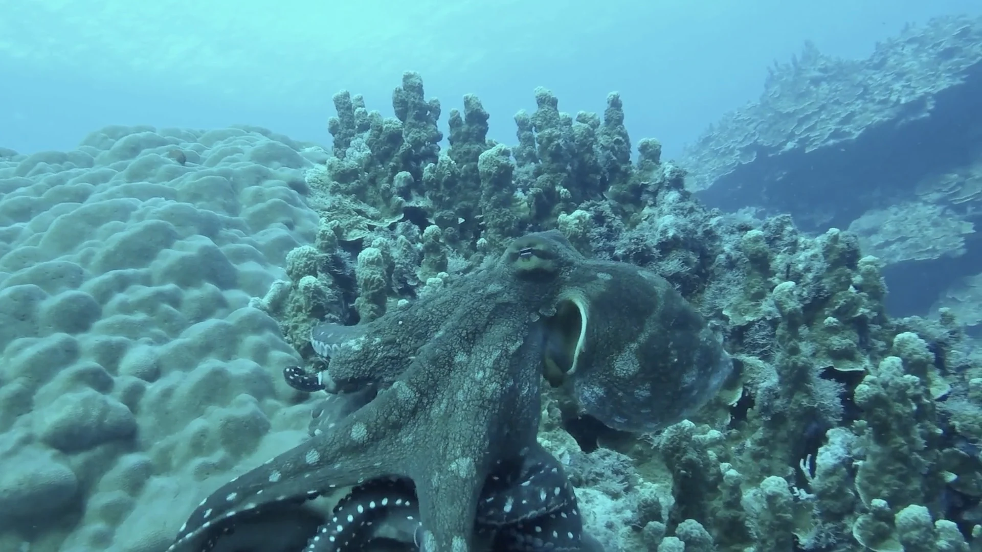 Octopus representing coordination, adaptability and practical support.